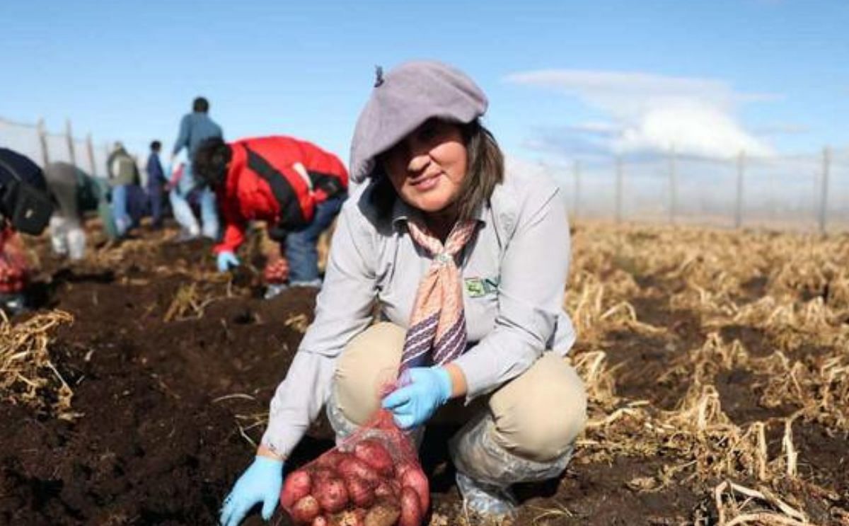 Chile: producción de papa en la región más austral de América