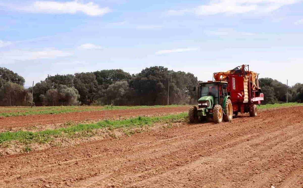 España: la producción de patata en Mallorca redobla esfuerzos competitivos. (Cortesía: Thursday Daily Bulletin, Tradition) España: la producción de patata en Mallorca redobla esfuerzos competitivos. (Cortesía: Thursday Daily Bulletin, Tradition)