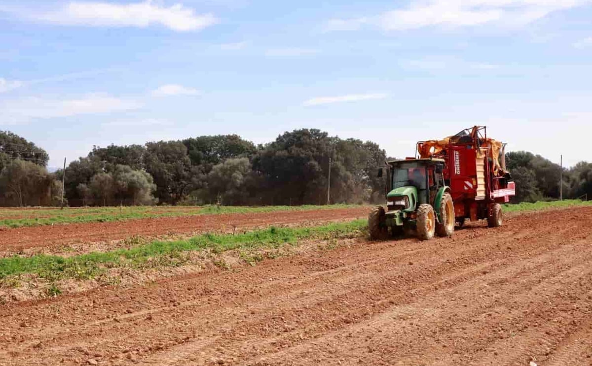España: la producción de patata en Mallorca redobla esfuerzos competitivos. (Cortesía: Thursday Daily Bulletin, Tradition) España: la producción de patata en Mallorca redobla esfuerzos competitivos. (Cortesía: Thursday Daily Bulletin, Tradition)
