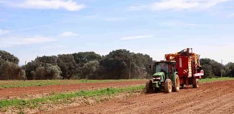 España: la producción de patata en Mallorca redobla esfuerzos competitivos. (Cortesía: Thursday Daily Bulletin, Tradition)