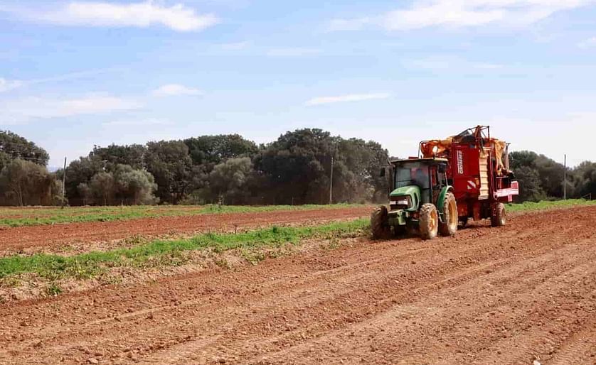 Spain: potato production in Mallorca redoubles competitive efforts