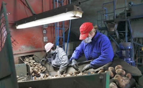 Los productores de A Limia han colocado ya un millón de kilos en la plataforma de Mercaproximidade. Los productores de A Limia han colocado ya un millón de kilos en la plataforma de Mercaproximidade.