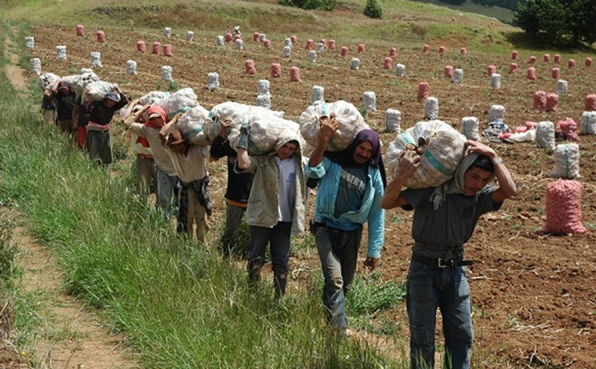 Certifican a productores colombianos en manejo integral del cultivo de papa Certifican a productores colombianos en manejo integral del cultivo de papa