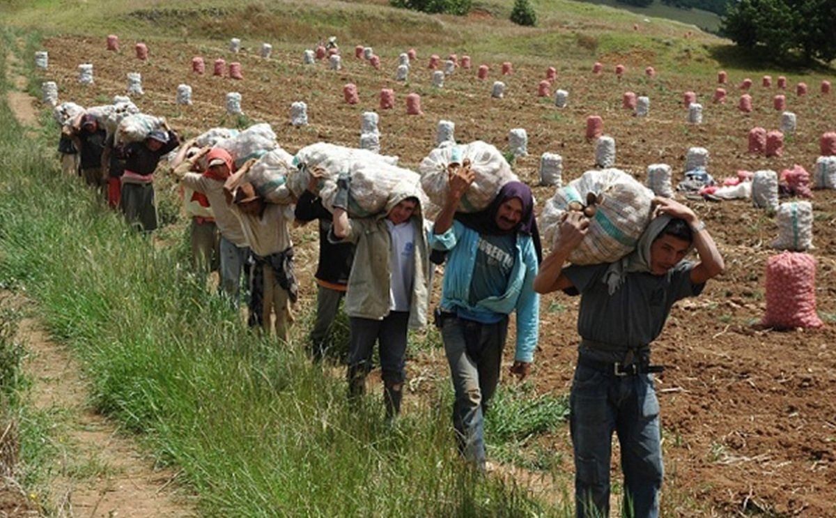 Certifican a productores colombianos en manejo integral del cultivo de papa