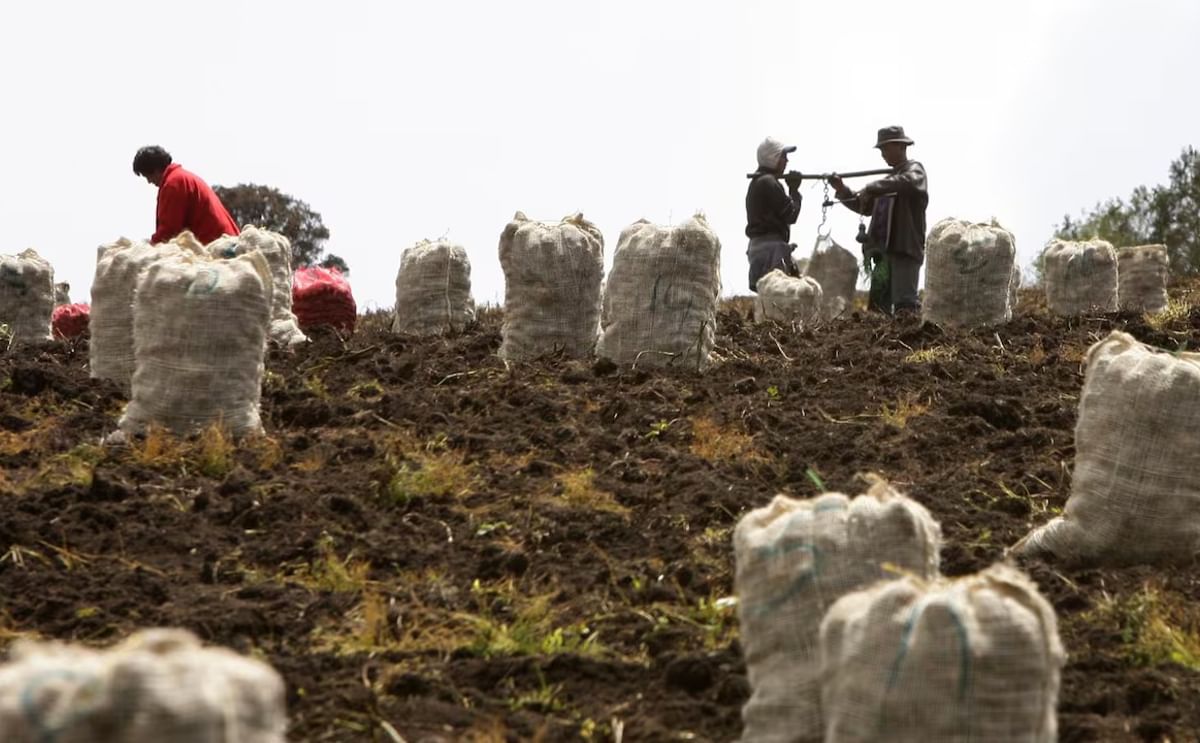 Productores colombianos de papa advierten sobre la necesidad de una mejor planificación, análisis de mercado y adaptación al clima para asegurar la sostenibilidad del cultivo