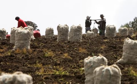 Productores colombianos de papa advierten sobre la necesidad de una mejor planificación, análisis de mercado y adaptación al clima para asegurar la sostenibilidad del cultivo Productores colombianos de papa advierten sobre la necesidad de una mejor planificación, análisis de mercado y adaptación al clima para asegurar la sostenibilidad del cultivo