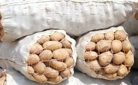 R.Dominicana: Productores de Constanza denuncian crisis por importaciones R.Dominicana: Productores de Constanza denuncian crisis por importaciones