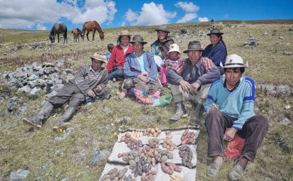 La papa y la seguridad alimentaria y nutricional en los Andes