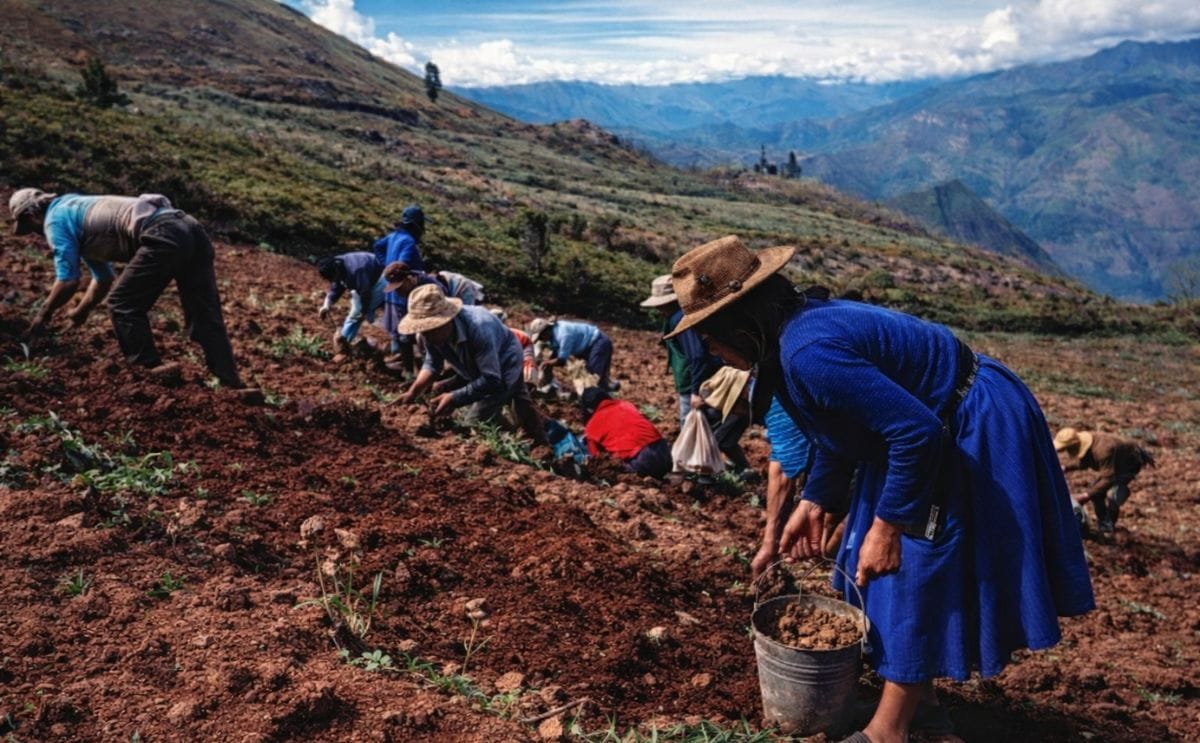 Treinta familias del norte del Perú evalúan 125 clones de papa