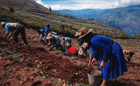 Treinta familias del norte del Perú evalúan 125 clones de papa Treinta familias del norte del Perú evalúan 125 clones de papa