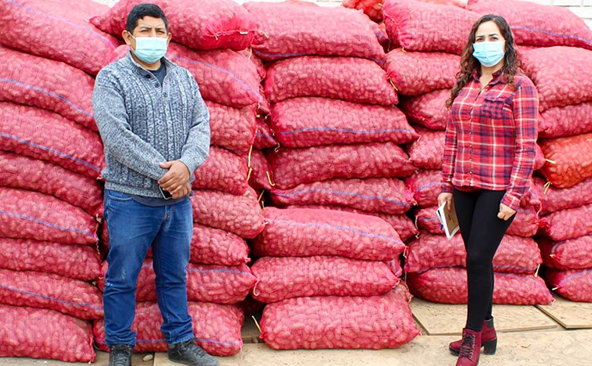 La Dirección Regional de Agricultura de Lima busca incrementar la producción del tubérculo
