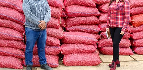La Dirección Regional de Agricultura de Lima busca incrementar la producción del tubérculo