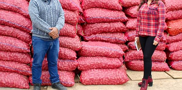 La Dirección Regional de Agricultura de Lima busca incrementar la producción del tubérculo