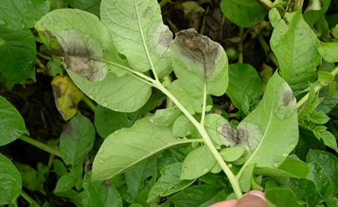 Productores ecuatorianos enfrentan al tizón tardío usando una herramienta desarrollada por INIAP y CIP Productores ecuatorianos enfrentan al tizón tardío usando una herramienta desarrollada por INIAP y CIP