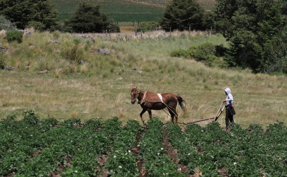 Productores de papa esperan que las lluvias se regularicen para contar con mejores cosechas