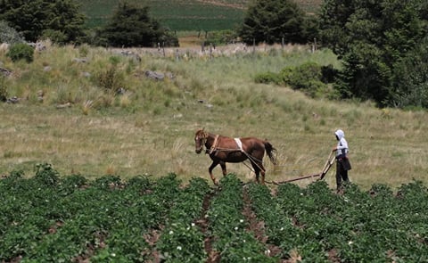 Productores de papa esperan que las lluvias se regularicen para contar con mejores cosechas Productores de papa esperan que las lluvias se regularicen para contar con mejores cosechas