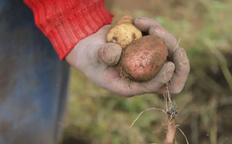 Productores de papa en Perote esperan lluvias para mejorar la cosecha este 2026 Productores de papa en Perote esperan lluvias para mejorar la cosecha este 2026