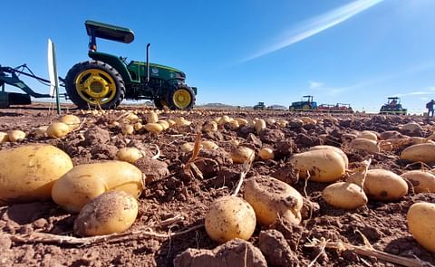 Productores proponen a la presidenta Claudia Sheinbaum aplique aranceles a la papa estadounidense Productores proponen a la presidenta Claudia Sheinbaum aplique aranceles a la papa estadounidense
