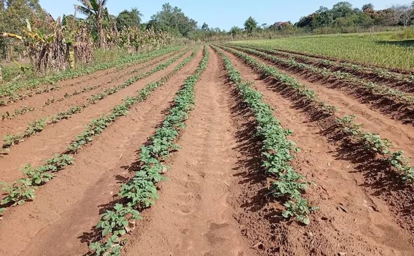 Productores solicitan asistencia técnica para combatir la plaga en sus cultivos. Productores solicitan asistencia técnica para combatir la plaga en sus cultivos.