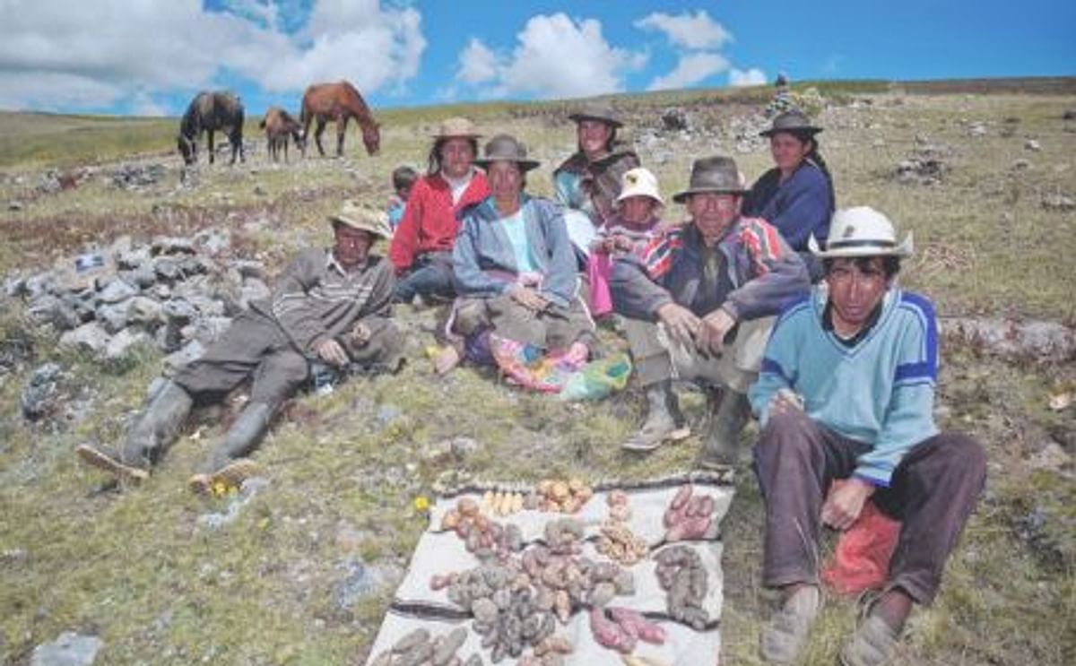 La papa y la seguridad alimentaria y nutricional en los Andes