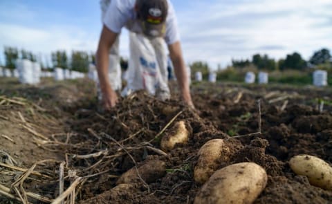 Productos de papa prefritos y congelados podrán certificarse Productos de papa prefritos y congelados podrán certificarse