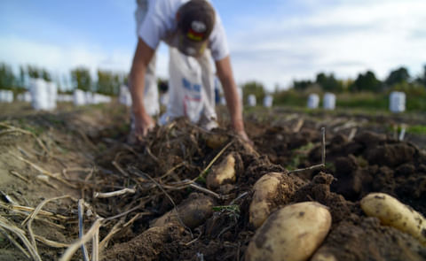 Productos de papa prefritos y congelados podrán certificarse Productos de papa prefritos y congelados podrán certificarse