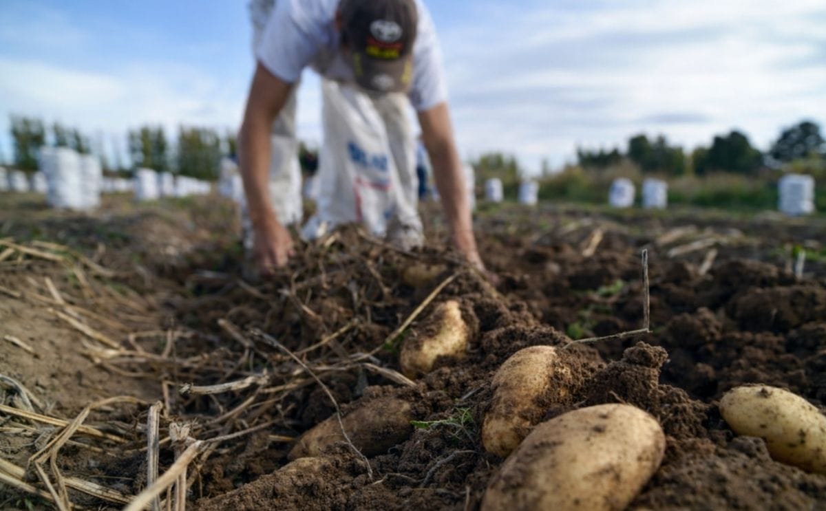 Productos de papa prefritos y congelados podrán certificarse Productos de papa prefritos y congelados podrán certificarse