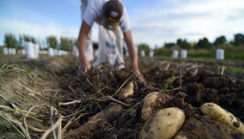 Productos de papa prefritos y congelados podrán certificarse
