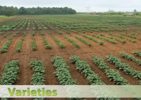 Progest also has its own breeding program and advanced selected clones are currently being evaluated in some of the target countries. Progest also has its own breeding program and advanced selected clones are currently being evaluated in some of the target countries.