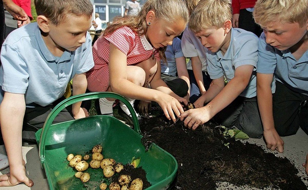 The Grow Your Own Potatoes (GYOP) Programme will go ahead as planned in 2021 with the support of the potato industry.