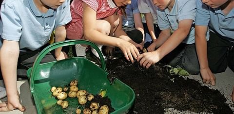 Grow Your Own Potatoes Programme to continue in 2021