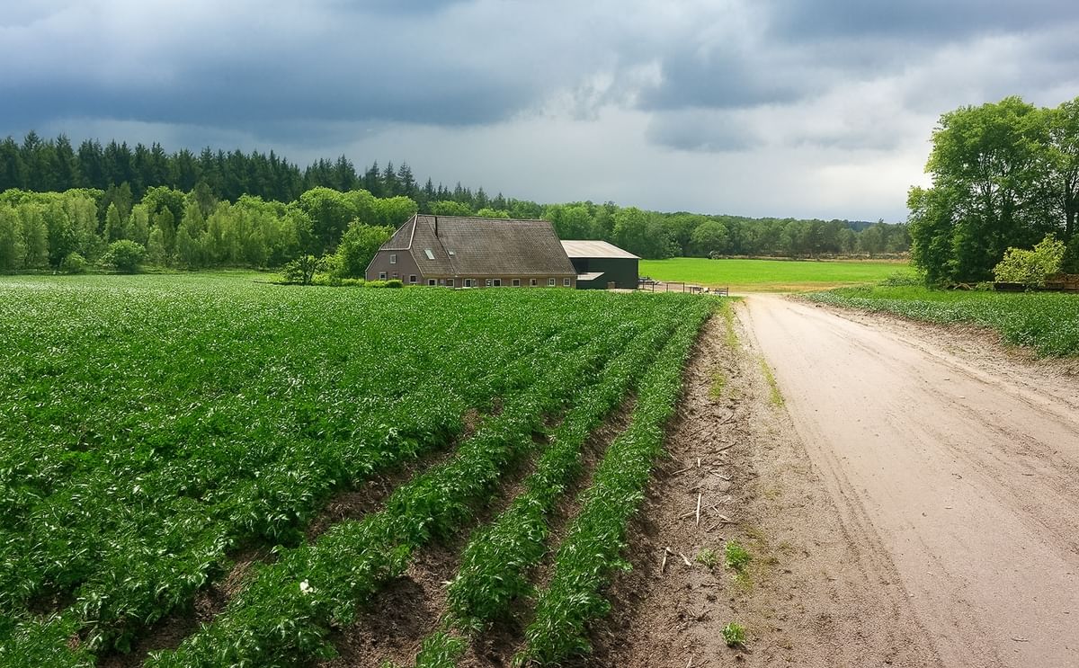 Project Oppotunity CRISPR-Cas field trials for late blight resistant starch potatoes in Sweden and Denmark, 2025.