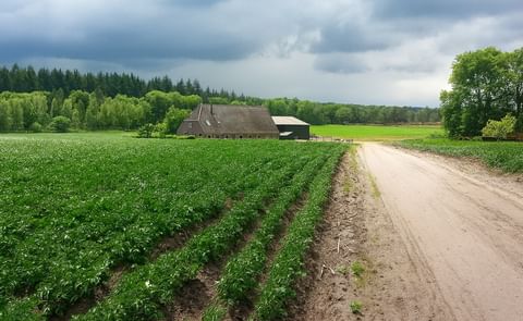 Project Oppotunity CRISPR-Cas field trials for late blight resistant starch potatoes in Sweden and Denmark, 2025. Project Oppotunity CRISPR-Cas field trials for late blight resistant starch potatoes in Sweden and Denmark, 2025.