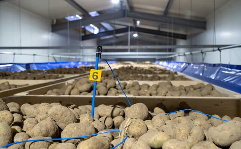 Mechanical cooling is becoming increasingly important for potato growers and store managers, due to the disappearance of sprout inhibitors (CIPC) Mechanical cooling is becoming increasingly important for potato growers and store managers, due to the disappearance of sprout inhibitors (CIPC)