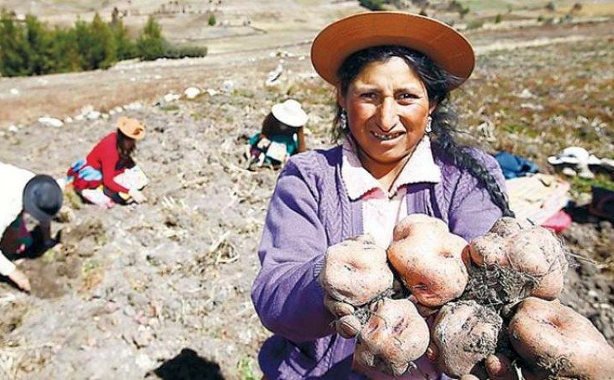 Bolivia: Nueva variedad de papa triplica rendimiento e ingresa al mercado con gran éxito (Cortesía: Agraria.pe)
