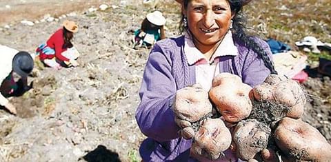 Bolivia: Nueva variedad de papa triplica rendimiento e ingresa al mercado con gran éxito