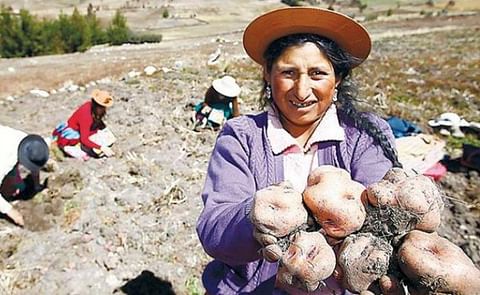 Bolivia: Nueva variedad de papa triplica rendimiento e ingresa al mercado con gran éxito (Cortesía: Agraria.pe)
Bolivia: Nueva variedad de papa triplica rendimiento e ingresa al mercado con gran éxito (Cortesía: Agraria.pe)