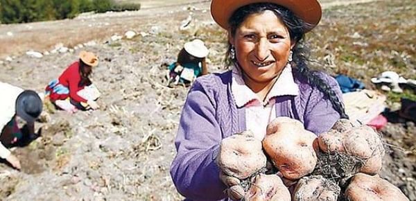 Bolivia: Nueva variedad de papa triplica rendimiento e ingresa al mercado con gran éxito