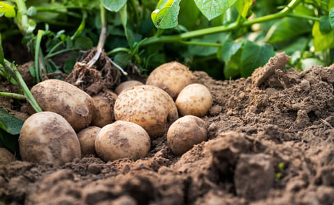 Getting potato crops off to a strong, healthy start can lead to better tuber distribution and greater uniformity at harvest, both of which are important for marketability and profit potential. Getting potato crops off to a strong, healthy start can lead to better tuber distribution and greater uniformity at harvest, both of which are important for marketability and profit potential.