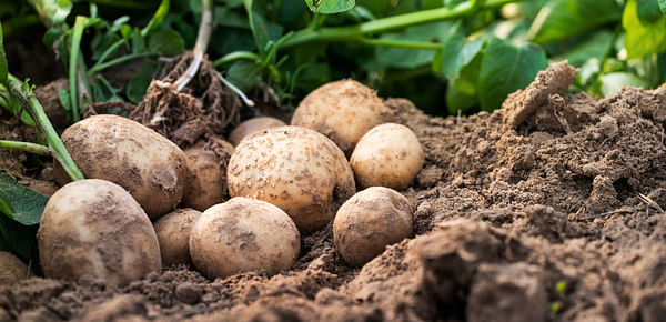 Protect potato crops from pests and disease for stands that deliver.