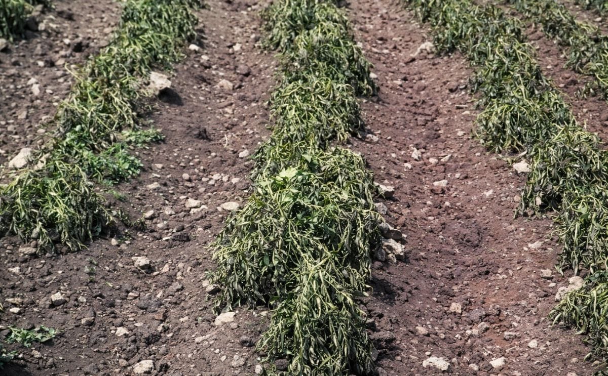 Por sequía y heladas desaparece el 70% de la papa en una provincia peruana Por sequía y heladas desaparece el 70% de la papa en una provincia peruana