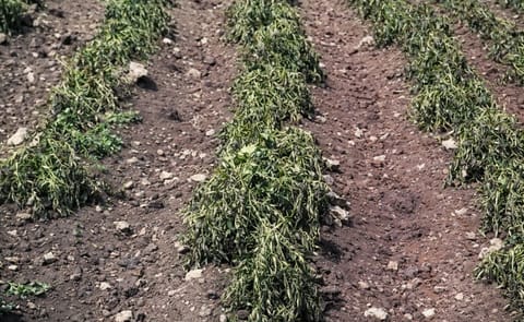 Por sequía y heladas desaparece el 70% de la papa en una provincia peruana Por sequía y heladas desaparece el 70% de la papa en una provincia peruana