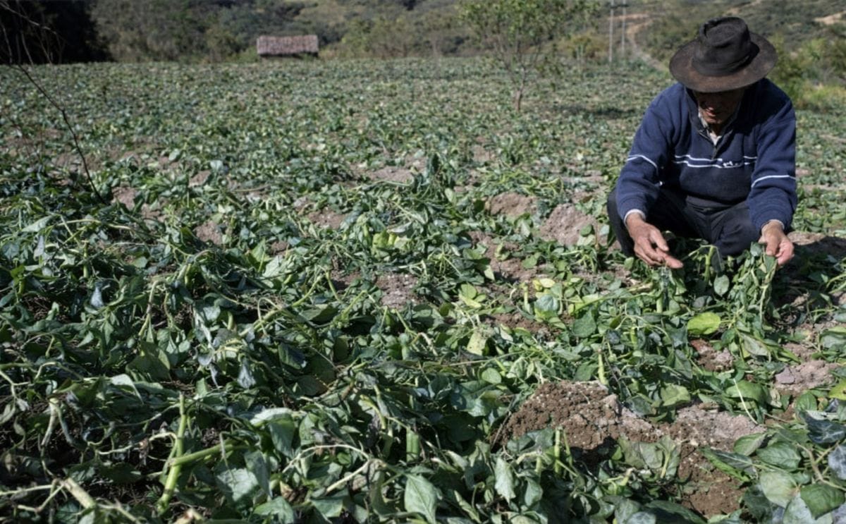 Siembra de papa en Colombia disminuiría en un 40% por heladas