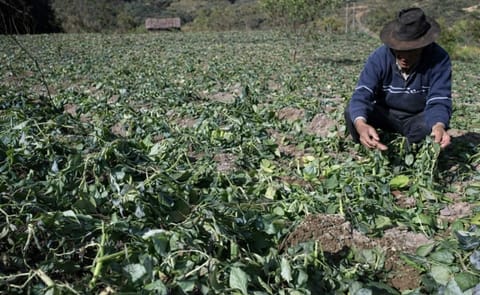 Siembra de papa en Colombia disminuiría en un 40% por heladas Siembra de papa en Colombia disminuiría en un 40% por heladas