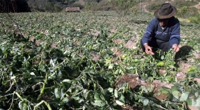 Siembra de papa en Colombia disminuiría en un 40% por heladas