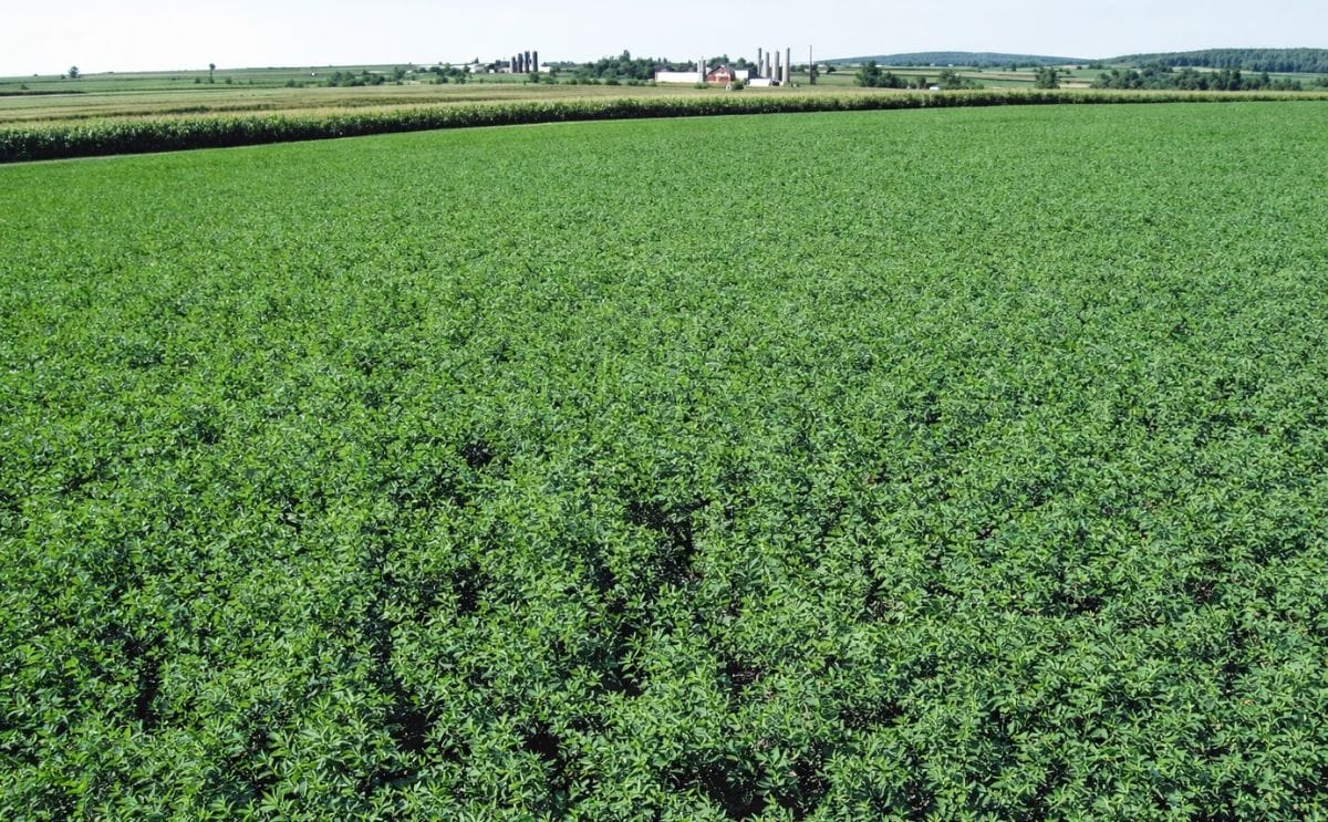 Proyecto chileno busca eliminar los pesticidas en la agricultura