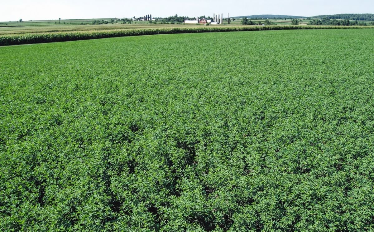 Proyecto chileno busca eliminar los pesticidas en la agricultura Proyecto chileno busca eliminar los pesticidas en la agricultura