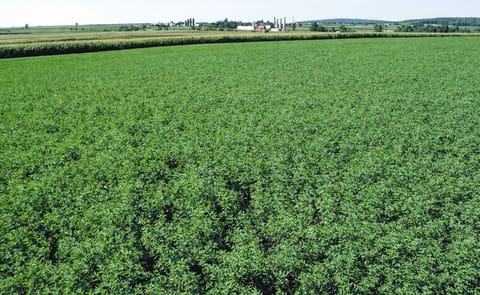 Proyecto chileno busca eliminar los pesticidas en la agricultura Proyecto chileno busca eliminar los pesticidas en la agricultura