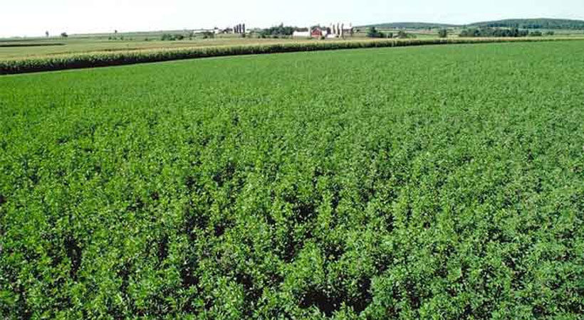 Proyecto chileno busca eliminar los pesticidas en la agricultura