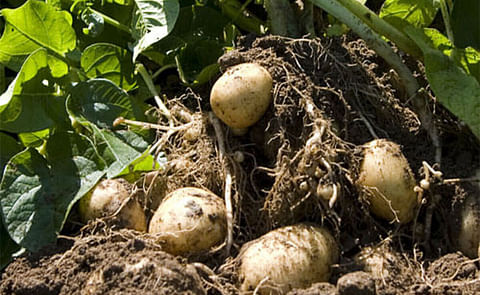 El Salvador: Proyecto colaborativo entre CENTA y el IICA fortaleció la producción de papa El Salvador: Proyecto colaborativo entre CENTA y el IICA fortaleció la producción de papa